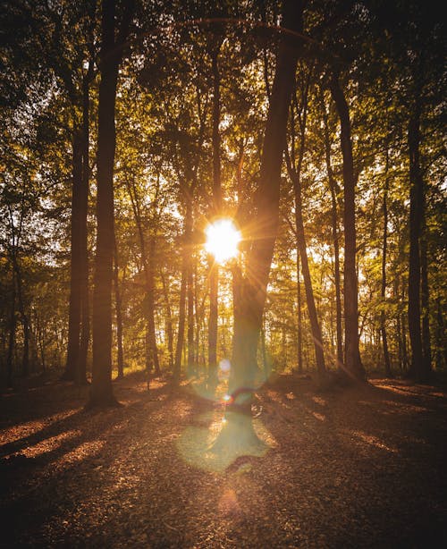 The sun shining through a forest